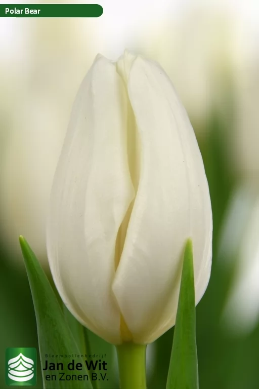 Тюльпан ‘Polar Bear R’